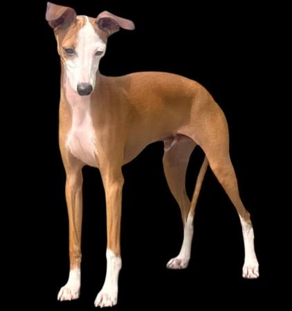 Italian Greyhound puppy for sale by REEVE