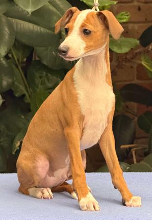 Italian Greyhound puppy for sale by PICCINO