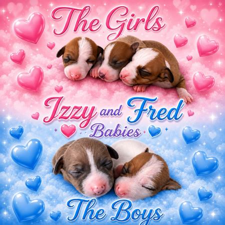 Italian Greyhound puppy for sale by REEVE