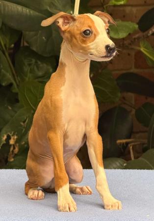 Italian Greyhound dog for sale by REEVE