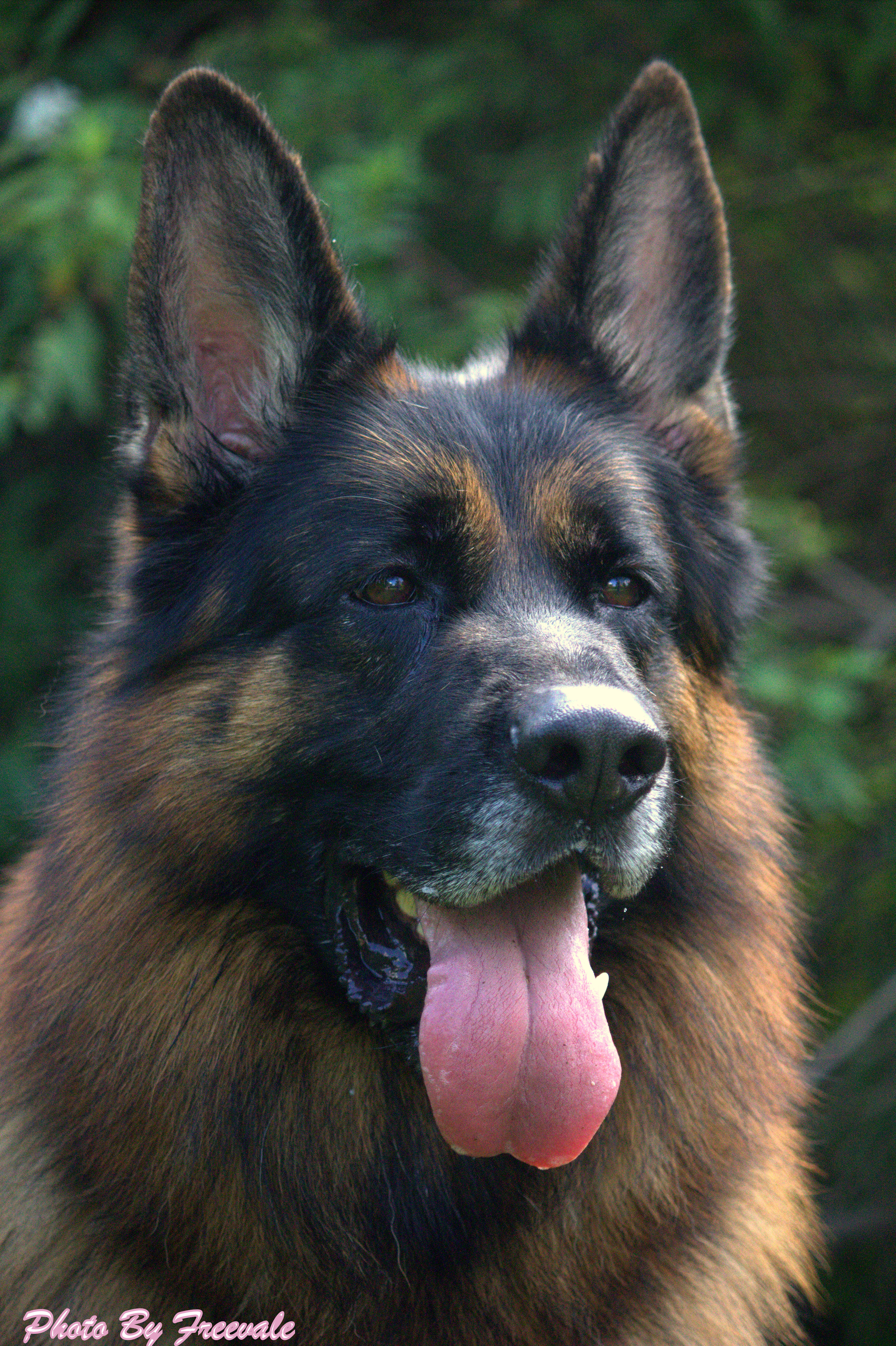 German Shepherd Dog puppy for sale by MAGNUM