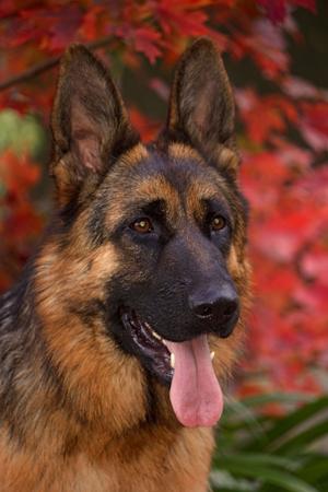 German Shepherd Dog for sale by FREEVALE