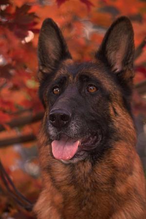 German Shepherd Dog for sale by FREEVALE