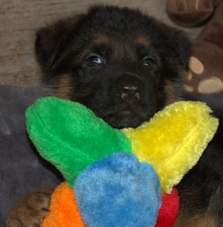 German Shepherd Dog for sale by FREEVALE