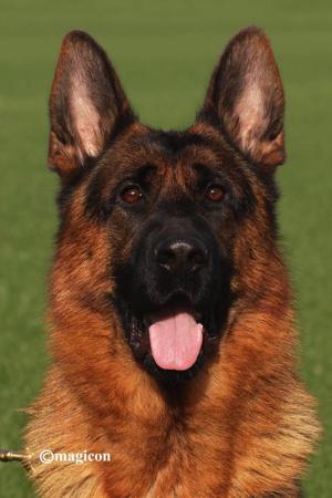 German Shepherd Dog for sale by FREEVALE