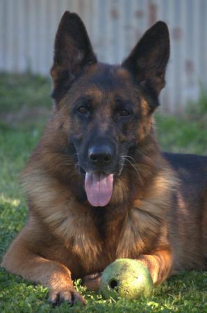 German Shepherd Dog for sale by FREEVALE