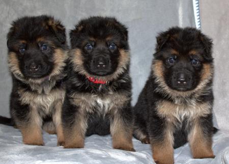 German Shepherd Dog puppy for sale by FREEVALE