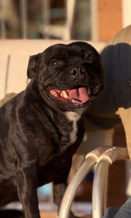 Staffordshire Bull Terrier dog for sale by WHADABOUTME