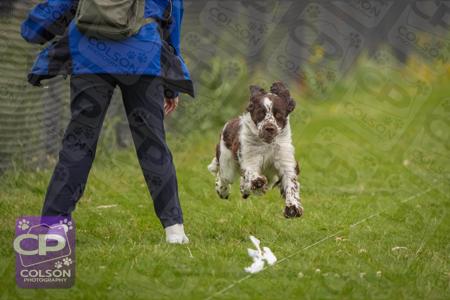 English Springer Spaniel for sale by MUDPUDDLE