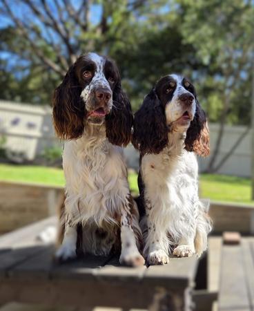 English Springer Spaniel for sale by MUDPUDDLE