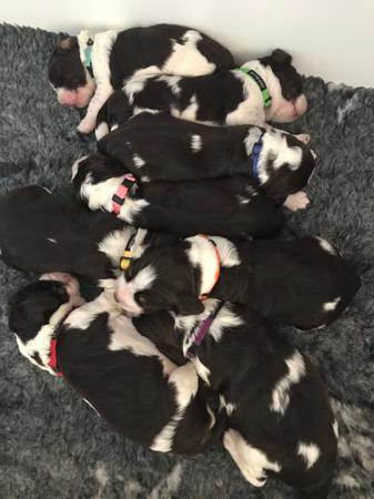 English Springer Spaniel for sale by MUDPUDDLE