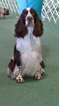 English Springer Spaniel for sale by MUDPUDDLE