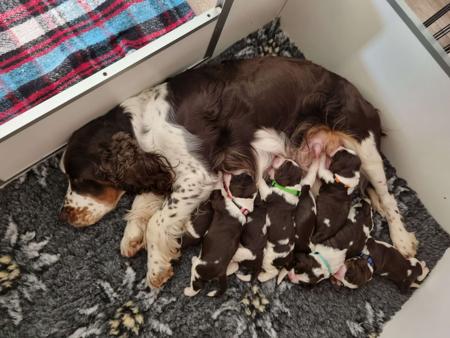English Springer Spaniel for sale by MUDPUDDLE
