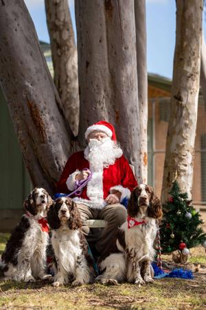 English Springer Spaniel for sale by MUDPUDDLE