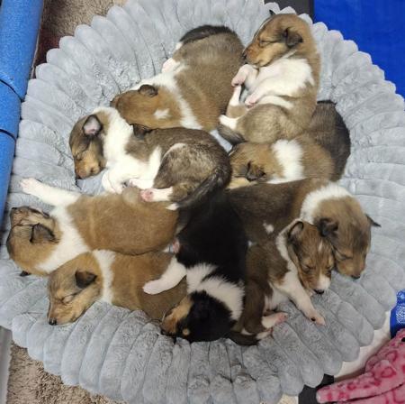 Collie (Rough) puppy for sale by ELFREYA