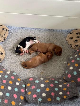 Cavalier King Charles Spaniel puppy for sale by COASTALCAV