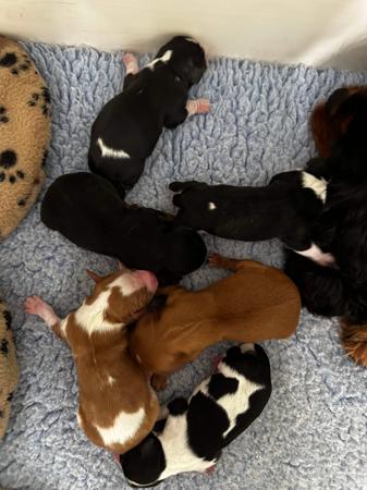 Cavalier King Charles Spaniel puppy for sale by COASTALCAV