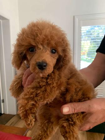 Poodle (Toy) puppy for sale by COASTALCAV