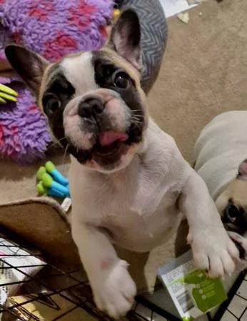 French Bulldog puppy for sale by CHICCHIEN