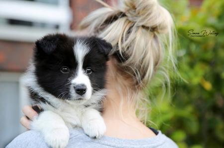 Border Collie for sale by ALLCLARITY