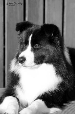 Border Collie for sale by ALLCLARITY