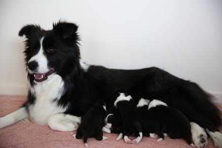 Border Collie for sale by ALLCLARITY