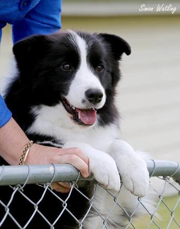 Border Collie for sale by ALLCLARITY