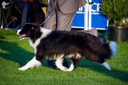 Border Collie for sale by ALLCLARITY
