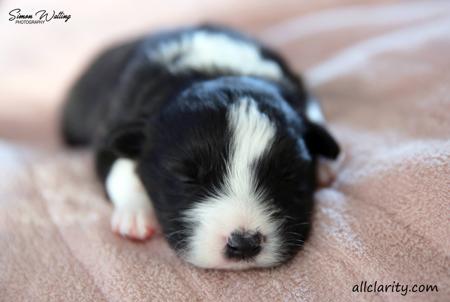 Border Collie for sale by ALLCLARITY