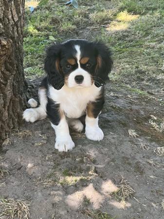 Yakutian Laika for sale by DOGZONLINE