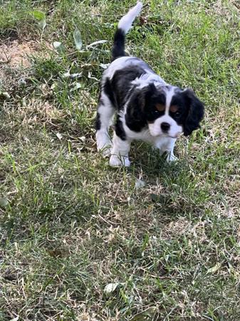 Yakutian Laika for sale by DOGZONLINE
