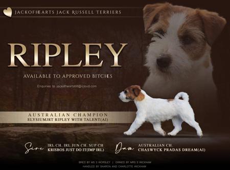 Jack Russell Terrier for sale by JACKOFHEARTS