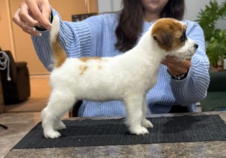 Jack Russell Terrier for sale by JACKOFHEARTS