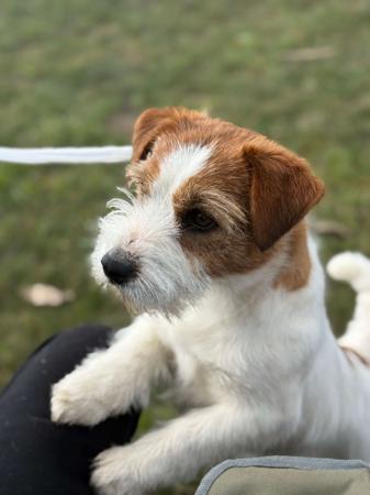 Jack Russell Terrier for sale by JACKOFHEARTS