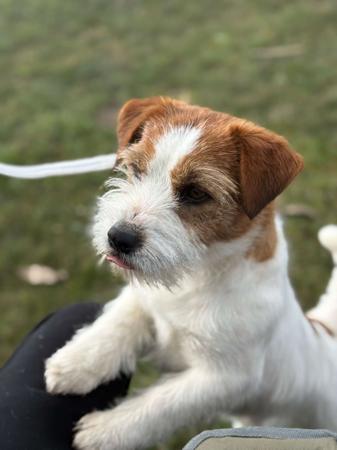 Jack Russell Terrier for sale by JACKOFHEARTS