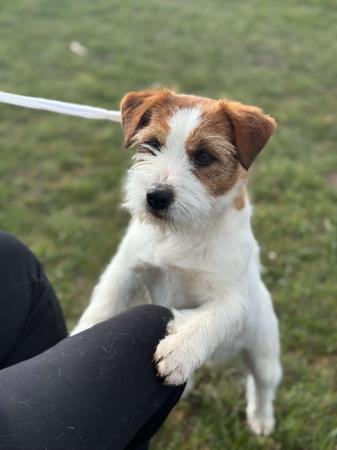 Jack Russell Terrier for sale by JACKOFHEARTS