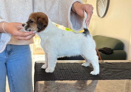 Jack Russell Terrier puppy for sale by JACKOFHEARTS