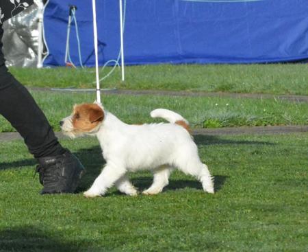 Jackofhearts Fate of Ophelia Jack Russell Terrier