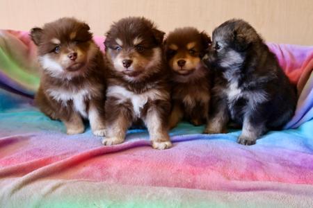 Finnish Lapphund for sale by AAMURUSKO
