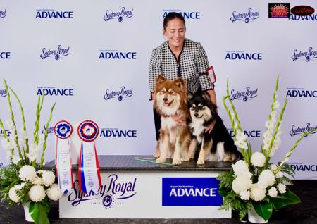 Finnish Lapphund for sale by AAMURUSKO