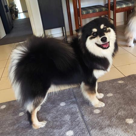 Finnish Lapphund for sale by AAMURUSKO