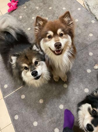 Finnish Lapphund for sale by AAMURUSKO