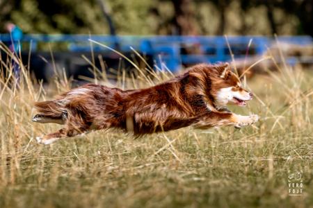 Finnish Lapphund for sale by AAMURUSKO