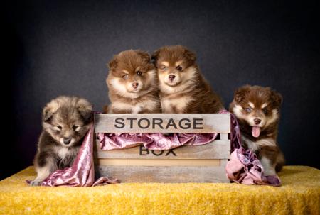 Finnish Lapphund for sale by CANDERSON