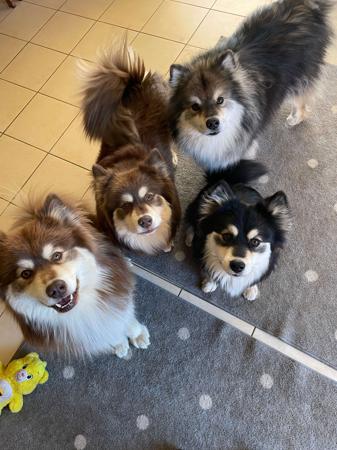 Finnish Lapphund for sale by AAMURUSKO