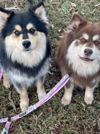 Finnish Lapphund for sale by AAMURUSKO
