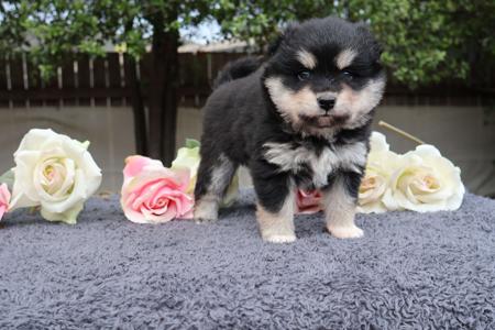 Finnish Lapphund for sale by AAMURUSKO