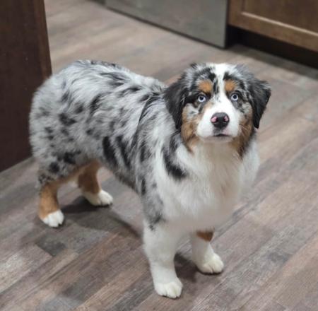 Miniature American Shepherd for sale by AUSSIEGAL2007