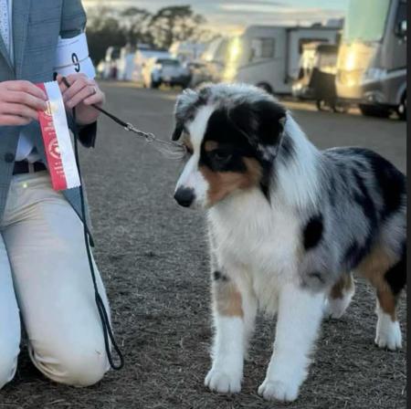 Miniature American Shepherd for sale by DENIMCREEK