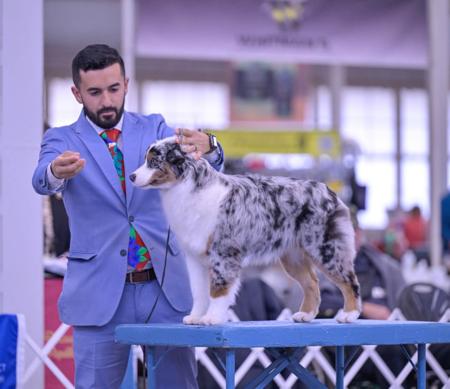 Miniature American Shepherd for sale by DENIMCREEK